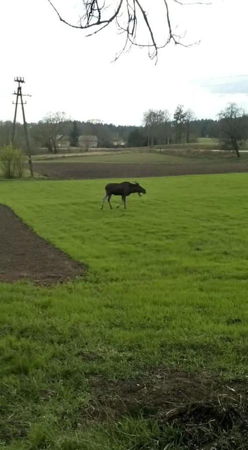 Swierkowy Zakatek Orzysz Exteriör bild